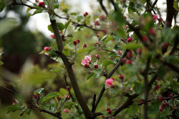 the buds of the apple tree open. Blooming fruit tree in spring.