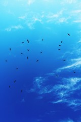 Lage hoekmening van vogels die tegen blauwe hemel vliegen