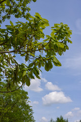 tree and sky