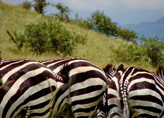 zebra in the grass