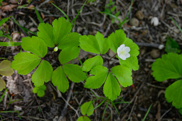 green moss in the forest