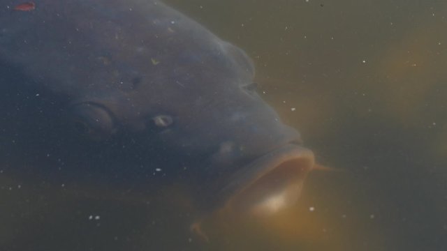 Japanese Koi Carp Under Water Search for an Autumn Fallen Leave, 4K