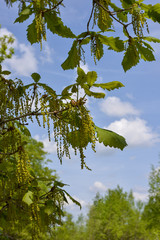 green leaves against blue sky