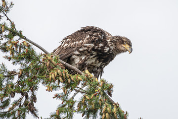 Immature Bald Eagle Waiting for Dinner