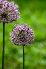 Giant Ornamental onion (Allium giganteum)