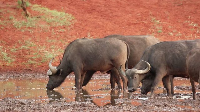 African of Cape buffaloes (Syncerus caffer) drinking at a waterhole, Mokala National Park, South Africa