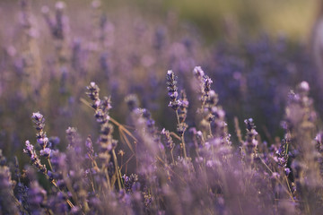 lavender flowers in provence