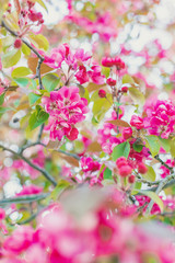 Pink paradise apple blossom in garden, soft focus