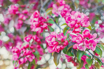 Fototapeta na wymiar Pink paradise apple blossom in garden, soft focus