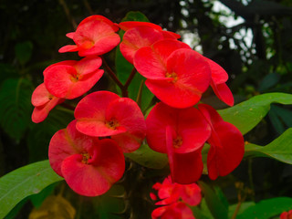  Red flower 6