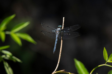 Up close blue dragonfly resting on a branch with selective focus