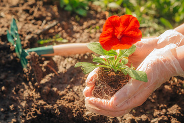 Transplanting Petunia flowers into the ground, caring hands. space for text