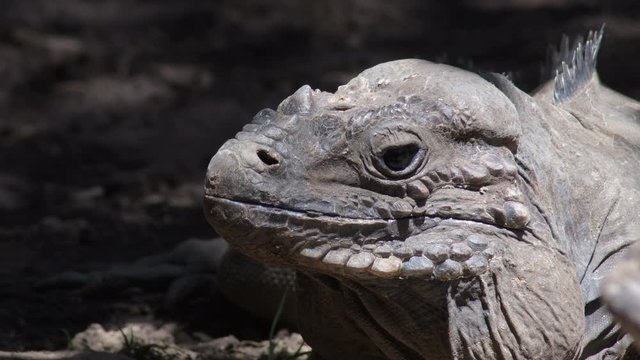 Rhinoceros iguana in a zoo natural park - Cyclura cornuta