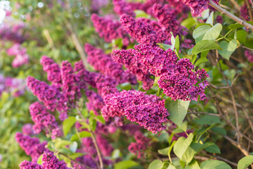 Blossoming lilac bush, in spring garden, selected focus