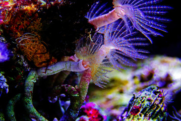 White tiny tube worm in macro scene in marine reef aquaium