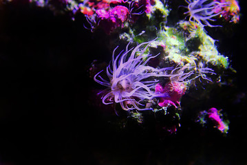 Fototapeta na wymiar Aiptasia sea glass anemone in aquarium reef tank