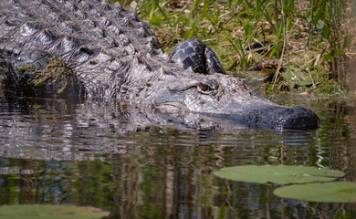 Gigantic American Alligator slipping into the canal at Okefenokee wildlife sanctuary.