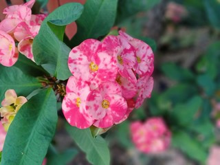 Naklejka na ściany i meble pink flower in the flower garden