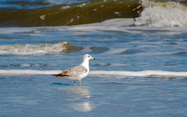 Laughing gull probing the sand for mollusks at Jeckle Island Beach in coastal Georgia.