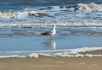 Laughing Seagull on Jeckle Island Beach in Georgia.