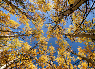 Autumn leaves on blue sky