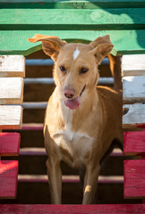 Pies wyglądający z kolorowej budy
