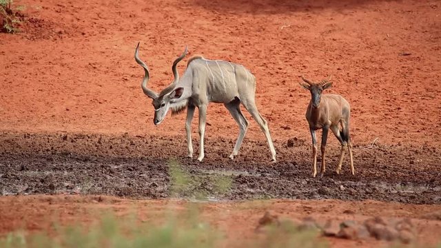 A kudu and tsessebe antelope drinking water at a waterhole, Mokala National Park, South Africa