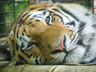 Lazy tiger at zoo
