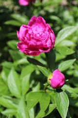 Pink Peony flower bloomed and ready to bloom