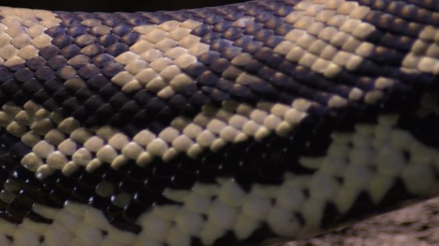 Body of diamond python snake passing - Morelia spilota