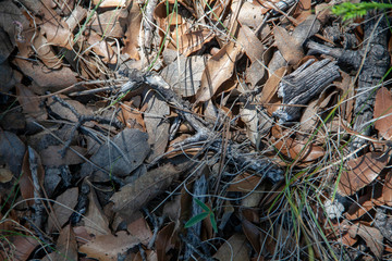 Nature textures in the forest 
Some elements and textures of the forest during the summer. 