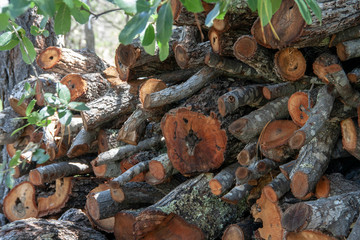 Nature textures in the forest 
Some elements and textures of the forest during the summer. 