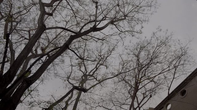 Black Trees on a Cloudy Day, Like a Horror Movie, 4K