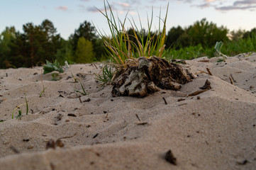 ground squirrel on the ground