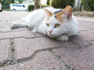 unhappy stray cat lying on the ground