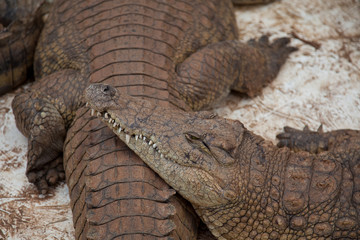 close up of a crocodile