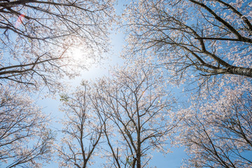 太陽の下の桜並木