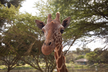 portrait of a giraffe