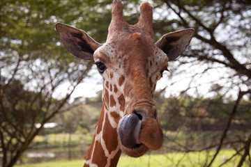 portrait of a giraffe sticking its tongue out 