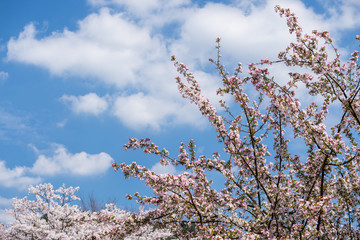空の下のホンカイドウの花