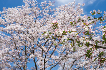 サクラをバックにホンカイドウの花