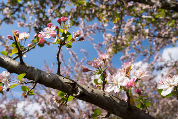 ホンカイドウの花のアップ