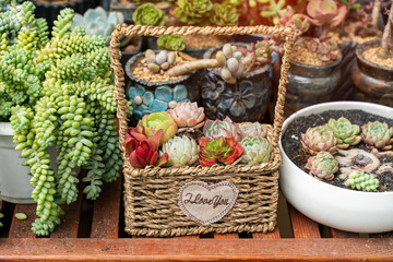 cactus succulents in a planter basket