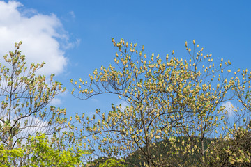 青空の下のアオモジの花