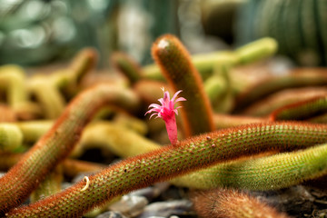 Cactus covered in very hairy spikes and a tiny red flower