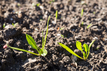 ホウレンソウの子葉と本葉