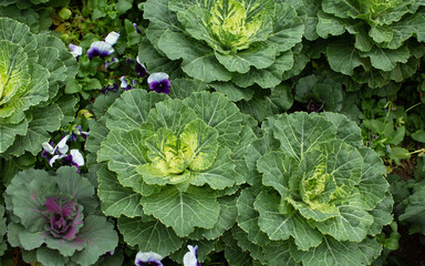 Ornamental kale and flowering cabbage plants