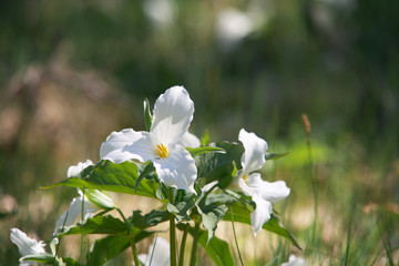 Trillium flower on a sunny spring day