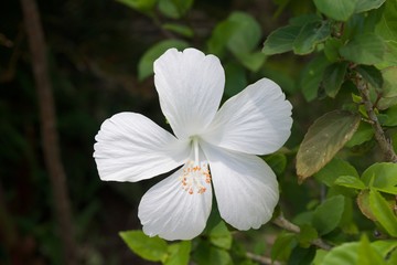 A flower in Bora Bora