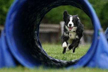 Dog running through agility tunnel